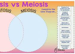 Image result for Mitosis Vs. Meiosis Joke