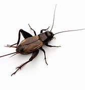 Image result for Cricket Insect Images. Free