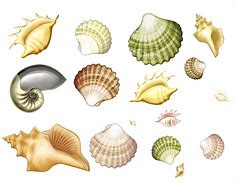 Image result for Coquillage Dessin PNG