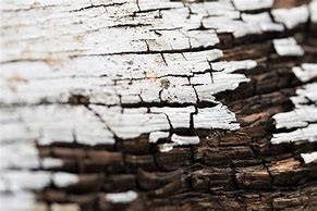 Image result for Rotting Wood Texture