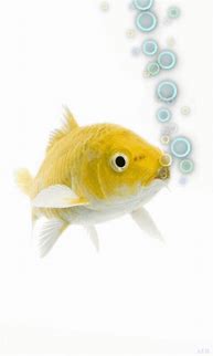 Image result for Fish Phone Wallpaper