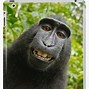 Image result for Monkey Funny Phone