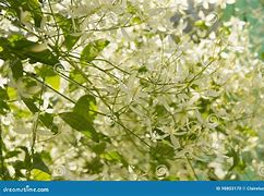 Image result for Clematis Paniculata White Care