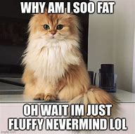 Image result for Fat Fluffy Cat Memes