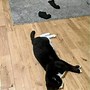 Image result for Cracked Out Cat