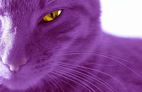 Image result for Brandon Smith Cats