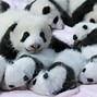 Image result for Panda Bear Being Cute