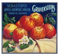 Image result for Gravenstein Apple Vintage Advertising Painted Pictures