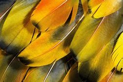 Image result for Feather Wallpaper