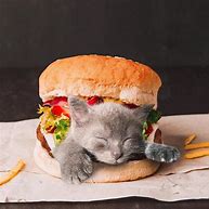 Image result for Funny Cat Eating