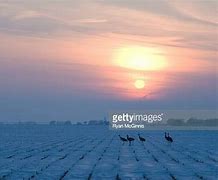 Image result for Nebraska Corn Fields