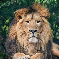 Image result for Beautiful Lion Photography