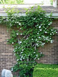 Image result for Kiwi Climbing Plant