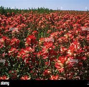 Image result for Texas Spring Wildflowers