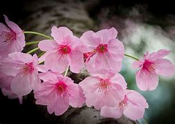 Image result for Pink Japan Fruiy