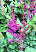 Astilbe Vision in Red に対する画像結果