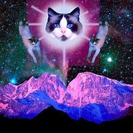 Image result for Science Cat Memes