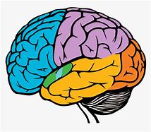 Image result for Brain Anatomy Clip Art