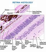 Image result for Retina Layers Histology