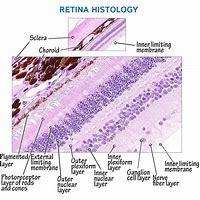 Image result for Histology Slide Printers And