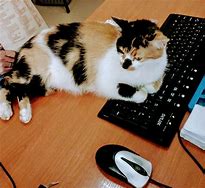 Image result for Cat at Work