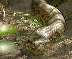 Image result for anaconda