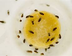 Image result for Fruit Flies Bathroom