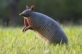 Image result for armadillo