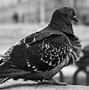 Image result for Black Dove
