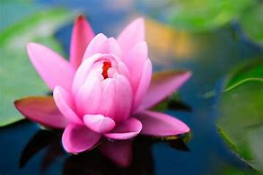 Image result for Pink Things in Nature