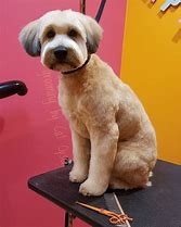 Image result for Labradoodle Puppy Cut