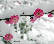 Image result for Winter Flower for Coputer
