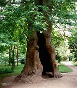 Image result for Plane Tree