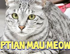 Image result for Egyptian Meow Cat