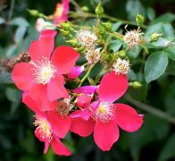 Image result for Black and Hot Pink Flowers