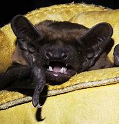 Image result for acr�bats