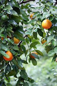 Image result for Green Fruit Orange Inside