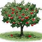Image result for Apple Tree Bloom Chart