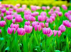 Image result for Colorful Plant Wallpaper