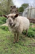 Image result for Lower Shaw Farm Vicky Hirsch