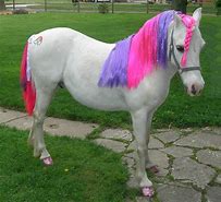 Image result for Horses Ponny