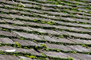 Image result for Moss On Buildings