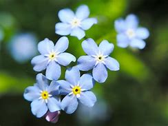 Image result for Small Fuzzy Blue Flowers