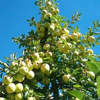 Image result for Alabama Fruit Trees Yellow Apple