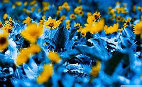 Image result for Baby Blue Flowers Wallpaper