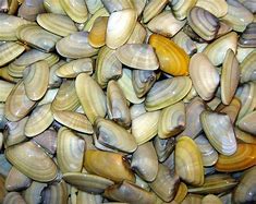 Image result for Coquillage Comestible