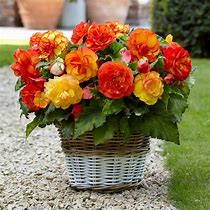 Image result for Begonia Picotee -wit-