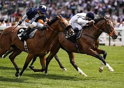 Image result for Horse Racing Championship