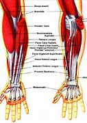 Image result for Forearm Muscle Anatomy
