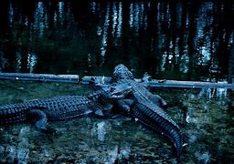 Image result for Alligator Splashing Transparent Background